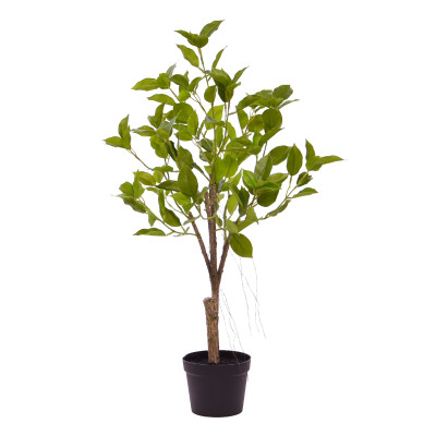 Ficus Natacha Bonsai (60 cm)