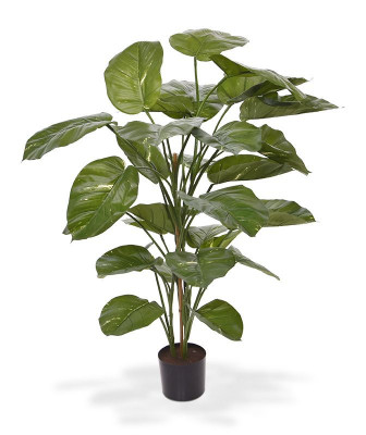 Pothos (115 cm)