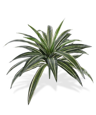 Dracena bukiet (40 cm)