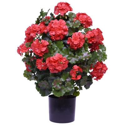 Geranium odporne na działanie promieni UV (50 cm)