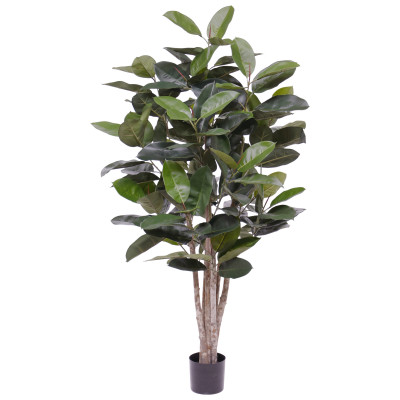 Ficus (170 cm)