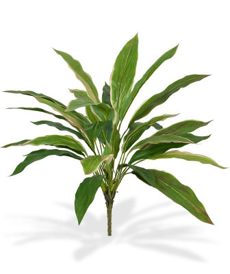 Dracena bukiet (40 cm) NT