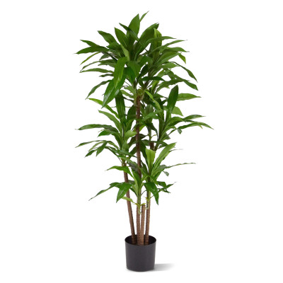 Dracena (130 cm)