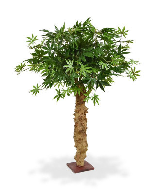 Akçaağaç Bonsai (85 cm)