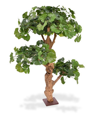 Miłorząb Bonsai drzewko (95 cm)