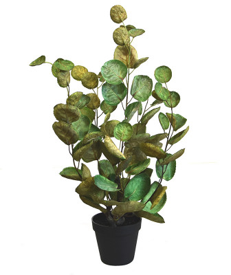 Aralia Polyscias roślina (60 cm)
