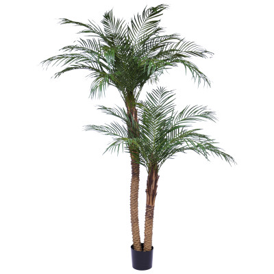 Datlipalm (225 cm)