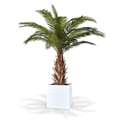 Финиковая пальма (300 см)