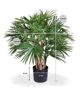 Fan Palm (70 cm)