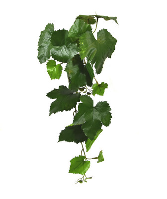 Winorośl gałązka (65 cm)
