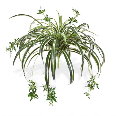 Chlorophytum (50 cm)