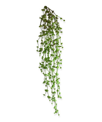 Sznur pereł roślina (60 cm)