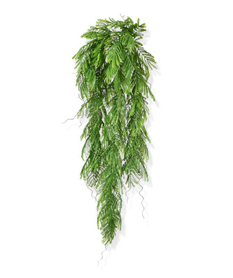 Jautrioji Mimoza 65 cm