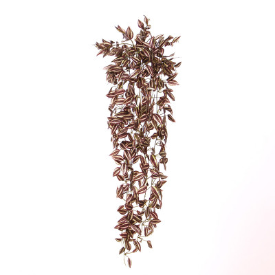 Tradescantia (90 cm)