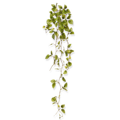 Peperomia (80 cm)