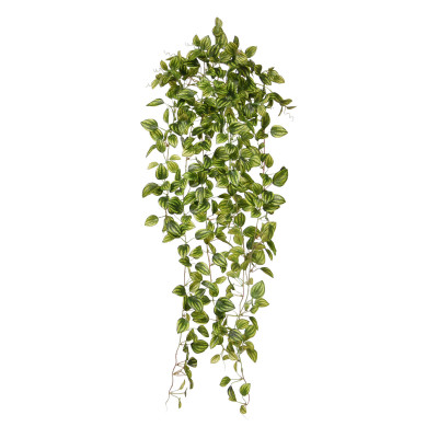 Peperomia (90 cm)