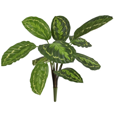 Calathea (50 cm)