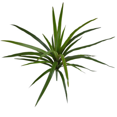 Dracena (40 cm)