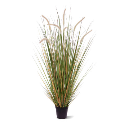 Pennisetum grass plant (100 cm)