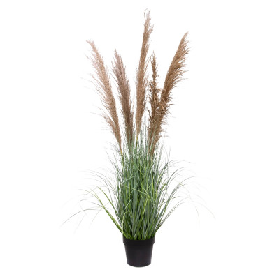 Pampas grass plant (140 cm)