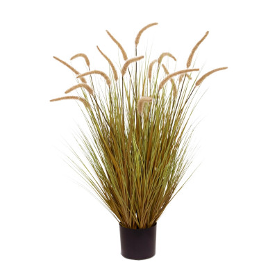 Pennisetum grass plant (95 cm)