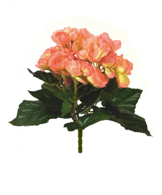 Begonia (20 cm)