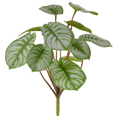 Peperomia çalısı (25 cm)