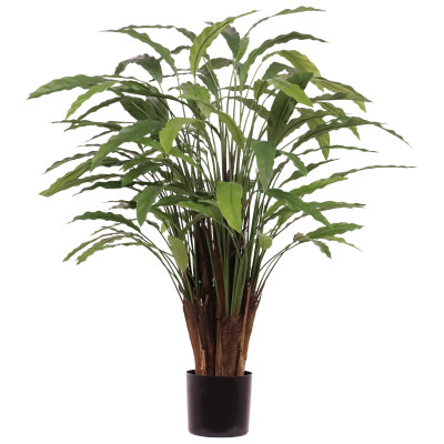 Calathea (115 cm)