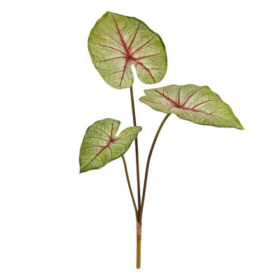 Caladium (60 cm)