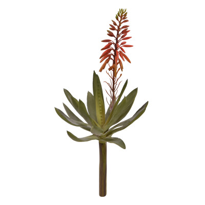 Aloes (30 cm)
