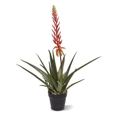 Aloe (75 cm)