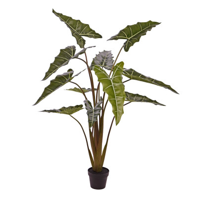 Alocasia Sarian (140 cm)