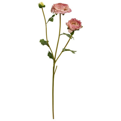 Ranunculus dalı (60 cm)