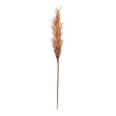 Pampas otu (80 cm)