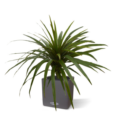 Dracena obrzeżona (50 cm)