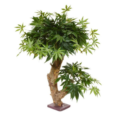 Akçaağaç Bonsai (60 cm)