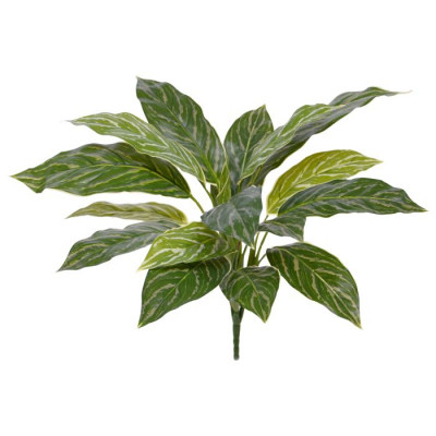 Aglaonema (40 cm)