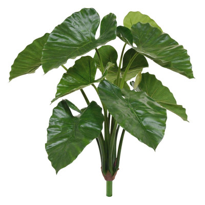 Alocasia Calidora buket (70 cm)