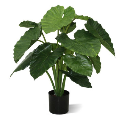 Alocasia Calidora (80 cm)