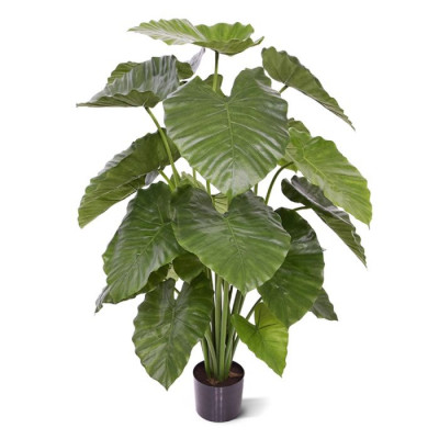 Alocasia Calidora (115 cm)