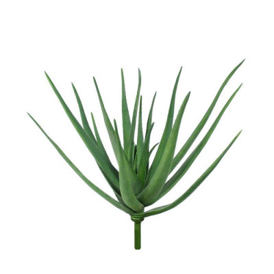 Aloe vera buket (60 cm)