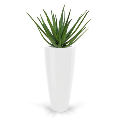 Aloe vera buket (70 cm)