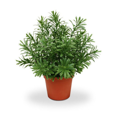 Planta suculenta Crossostephium artificial 28 cm em pote de plástico