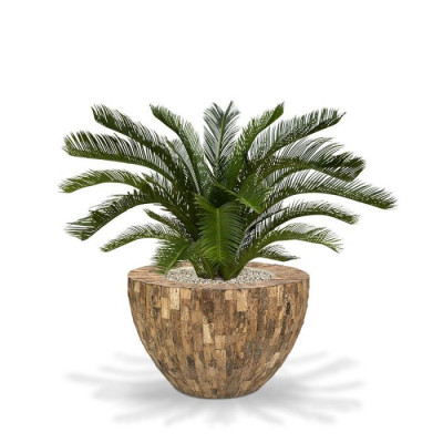 Cycas Revoluta (80 cm)