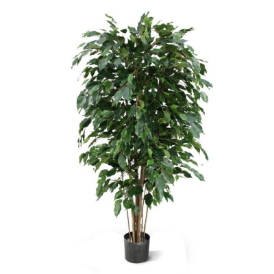 Ficus Exotica (150 cm)