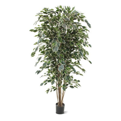 Ficus Exotica (180 cm)