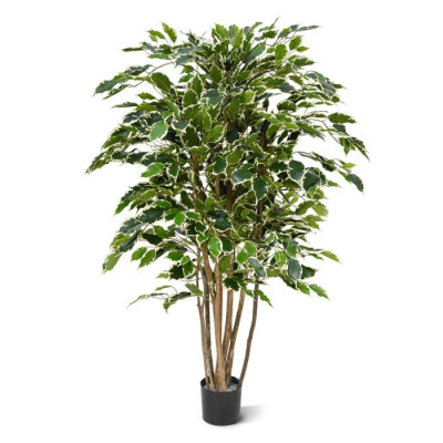 Ficus Exotica (125 cm)