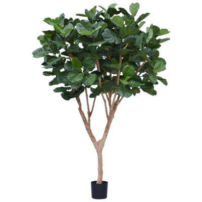 Ficus (300 cm)