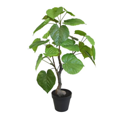 Ficus Umbellata (60 cm)