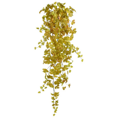 Klon jesienny wiszący (120 cm)